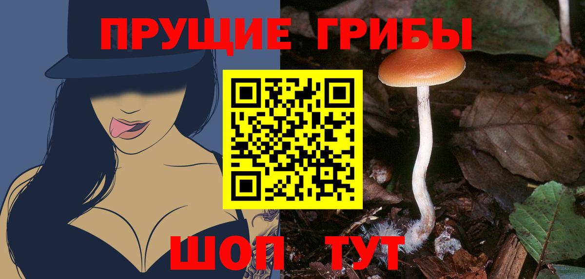Галлюциногенные грибы Psilocybine cubensis Заречный